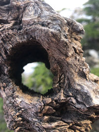 Close-up of tree trunk