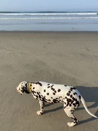 View of a dog on beach