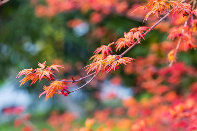 Close-up of red maple leaves on plant