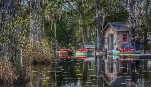 Reflection of trees in water