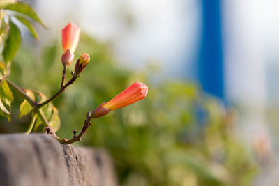 Close-up of red flower