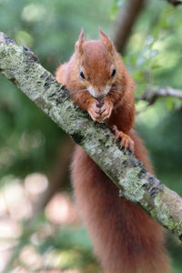 Red squirrel