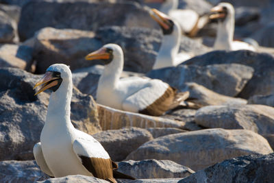 Masked booby birds on rocks in galapagos islands