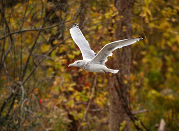 Bird flying against trees