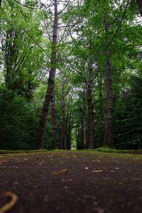 Road passing through forest
