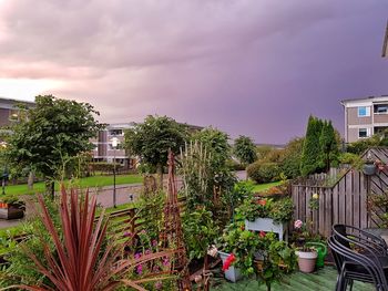 Plants and trees by houses against sky