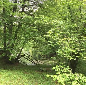 Trees in forest