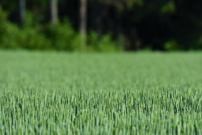 Close-up of crop growing on field