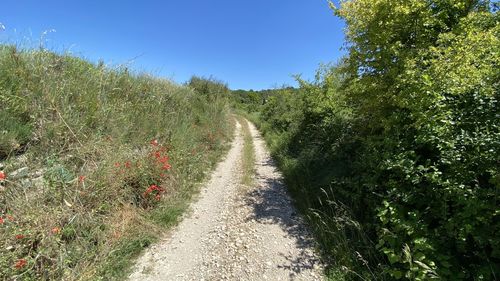Narrow road along plants and trees