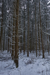 Trees in forest during winter