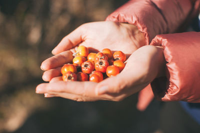 Cropped hands of woman holding berry fruits