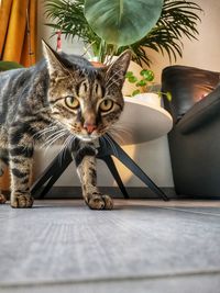 Portrait of a cat on floor at home