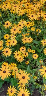 High angle view of yellow flowering plants