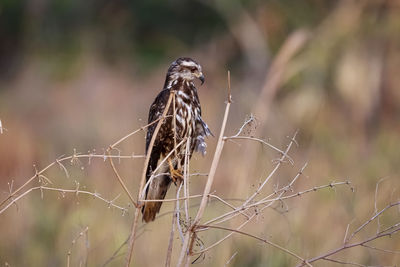 Close-up of bird perching on plant