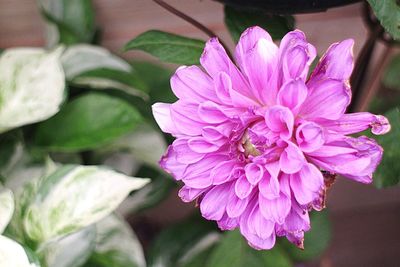 Close-up of pink flower blooming outdoors