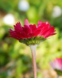 Close-up of pink flowers