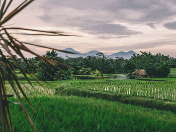 Scenic view of field against cloudy sky