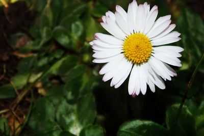 Close-up of white daisy blooming outdoors