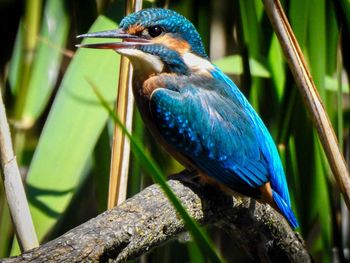 Close-up of blue bird perching on branch