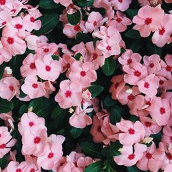 High angle view of pink flowering plants