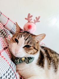 Close-up of a cat with xmas decoration