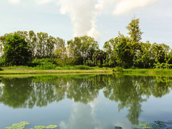 Scenic view of lake by trees against sky