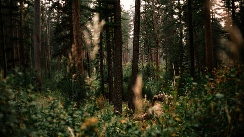 Trees in forest