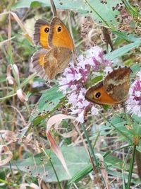 Close-up of butterfly perching on flower