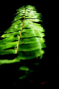 Close-up of fern leaves against black background