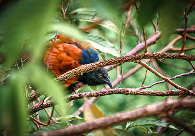 Close-up of bird perching on branch