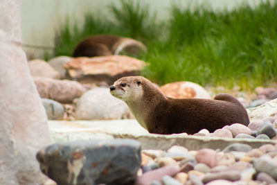 River otter in a north dakota zoo