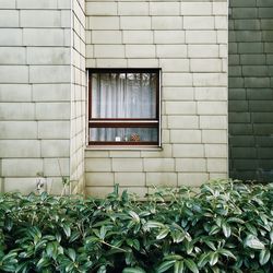 Plants growing on brick wall