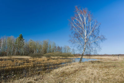 Trees on wet field against blue sky