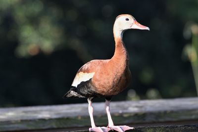 Close-up of bird perching on wood