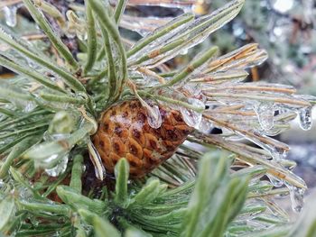 Close-up of insect on plant