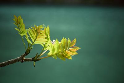 Close-up of yellow flowering plant