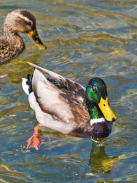 Duck swimming in a lake
