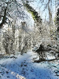 Snow covered trees in forest against sky