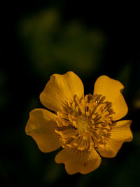 Close-up of yellow flower