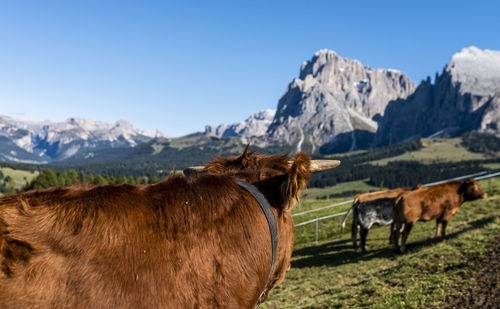 Panoramic view of a horse on field