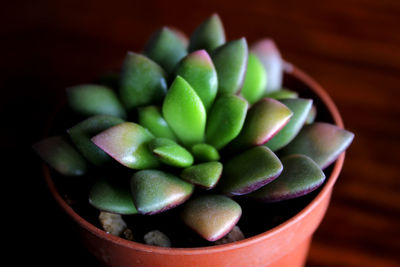 High angle view of succulent plant on table
