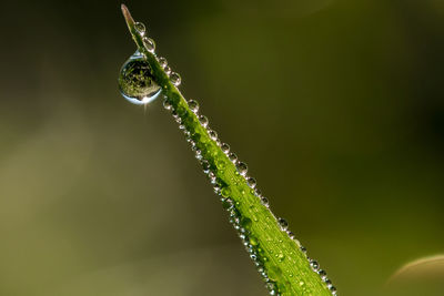 Close-up of water drops on plant