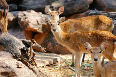 Close-up of deer standing outdoors