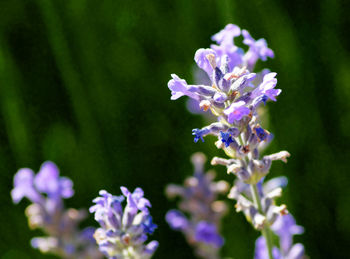 Close-up of purple flowering plant