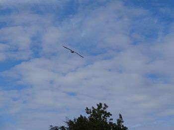 Low angle view of bird flying against sky