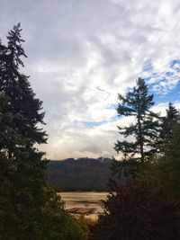 Scenic view of trees growing on field against sky