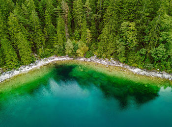 Scenic view of lake by trees in forest