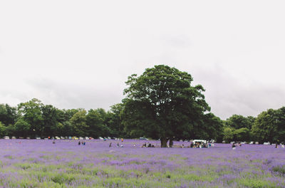 Scenic view of lavender field