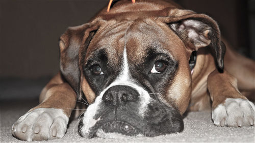 Close-up portrait of dog lying down