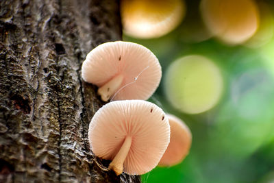 Close-up of mushroom growing on plant